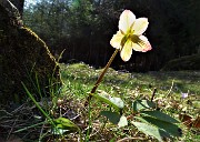 72 Elleboro fecondato (Helleborus niger) splendente al sole 